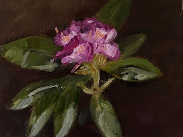 Rodondendron